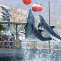 Acuario con Show de Delfines y Playa Blanca – Santa Marta