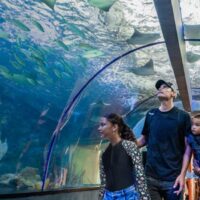 Acuario con Show de Delfines y Playa Blanca – Santa Marta