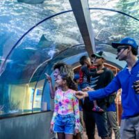 Acuario con Show de Delfines y Playa Blanca – Santa Marta